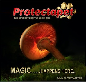 Orange coloured mushroom advertising the magical Pet Healthcare plans in Spain by Protectapet